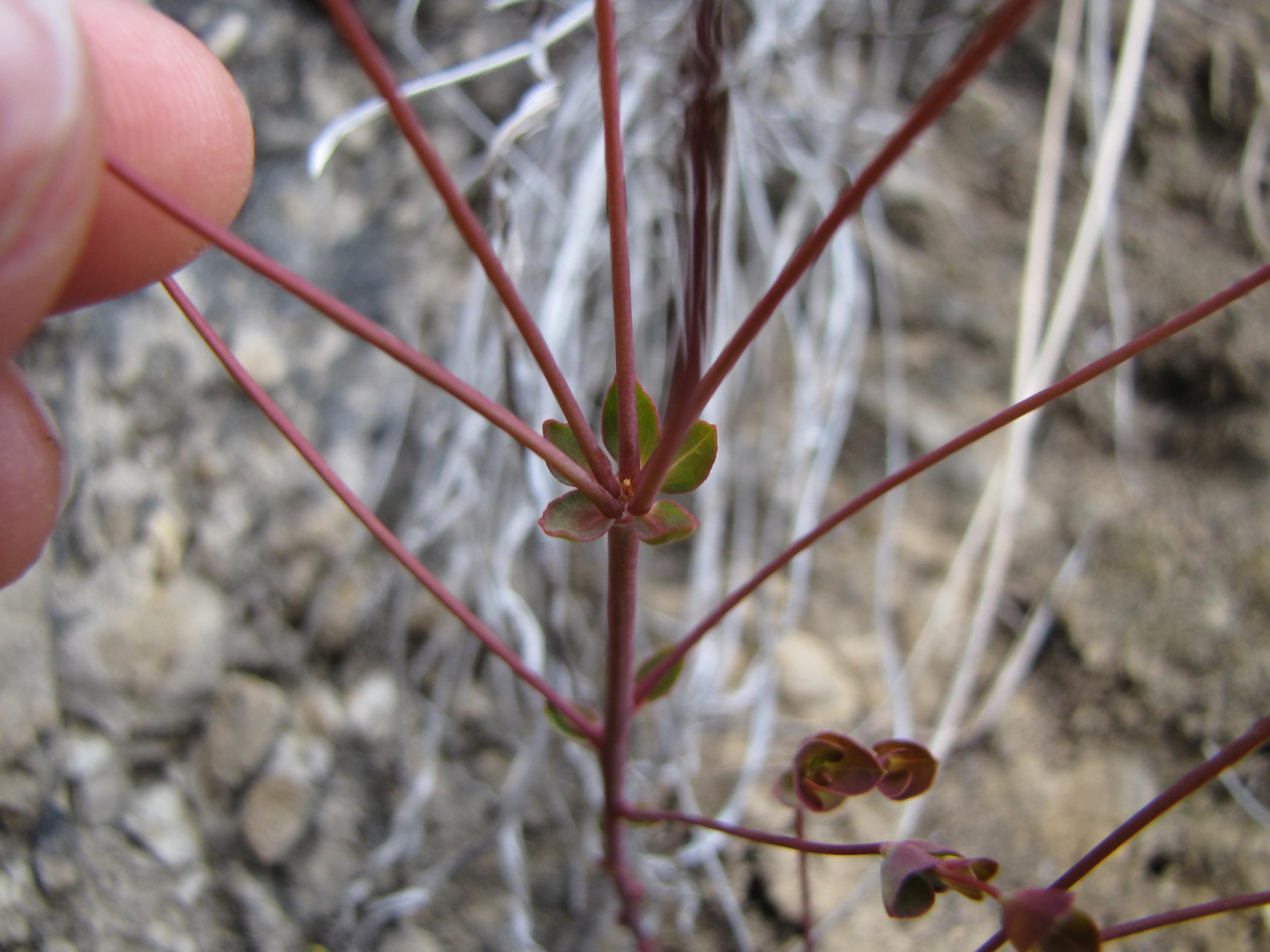 Euphorbia minuscola? - Euphorbia cfr. falcata